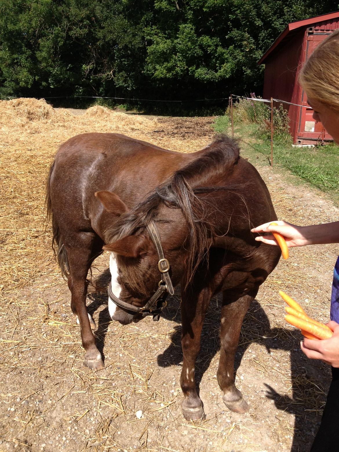 Welsh Pony af Cob-type (sec C) Fanny SOLGT :'( - Fræseren har fået langt hår, for hendes ejer vil gerne kunne lave hingstefletninger på hende :-) billede 22