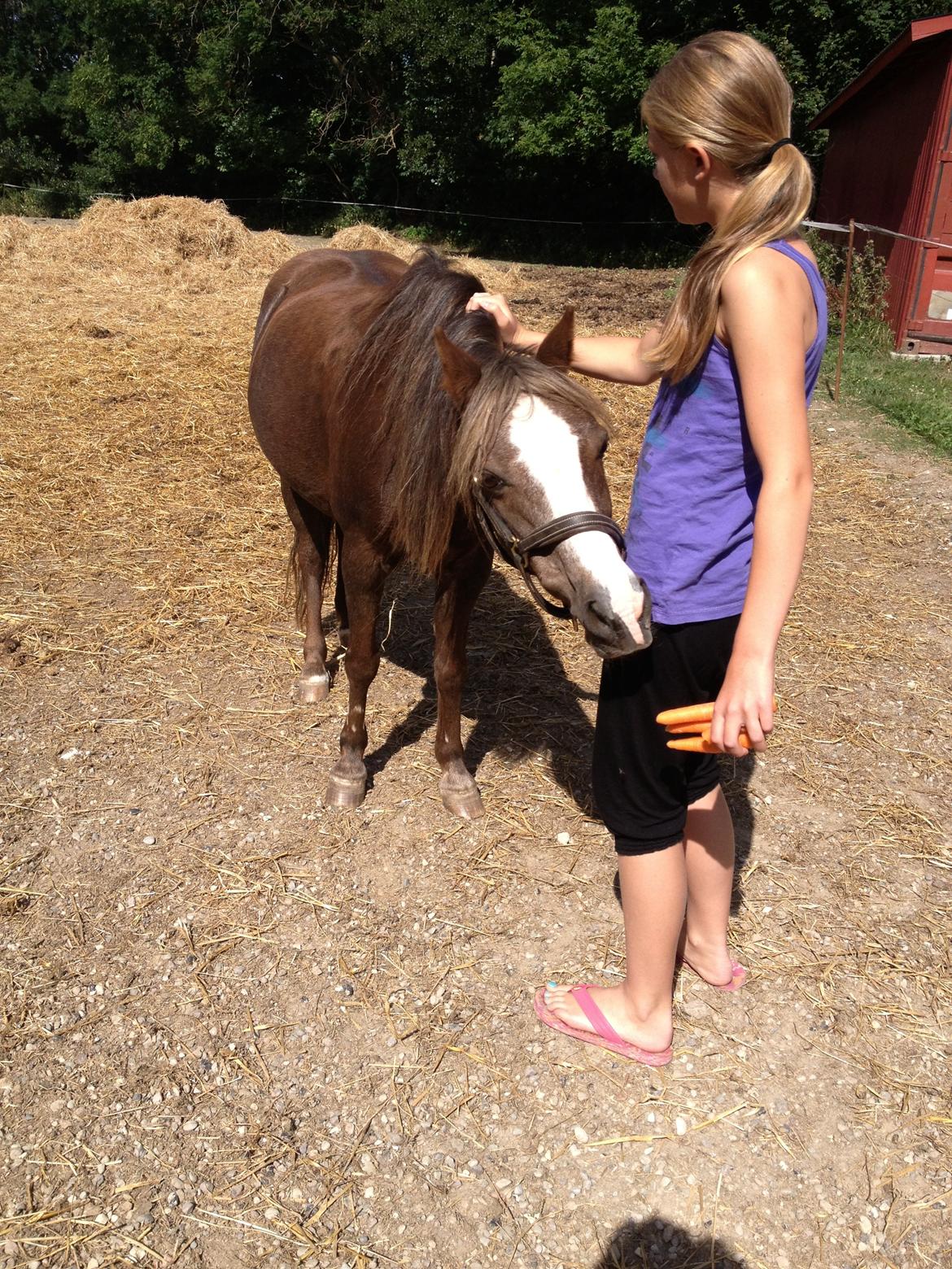 Welsh Pony af Cob-type (sec C) Fanny SOLGT :'( - "Kan jeg måske snige mig hen og tage nogle gulerødder? Jeg prøver" <3 billede 25