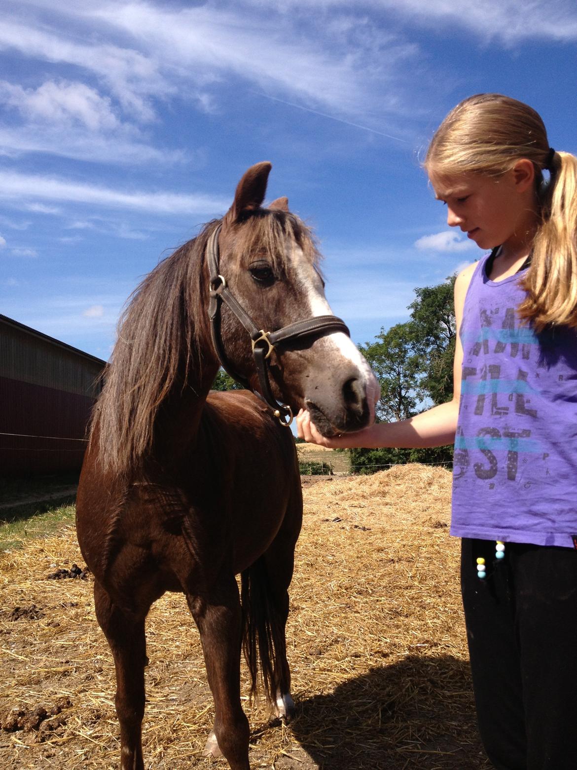 Welsh Pony af Cob-type (sec C) Fanny SOLGT :'( - Fræser, har virkelig savnet dig! Savner dig stadig - Det var dejligt at se hende igen efter lang tid! billede 26