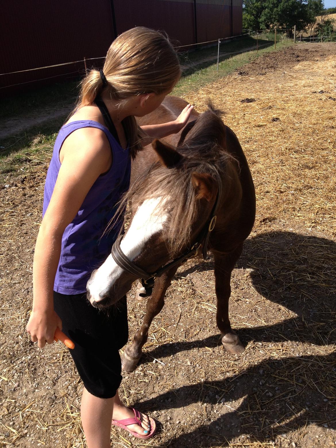 Welsh Pony af Cob-type (sec C) Fanny SOLGT :'( - Fanny <3 billede 29