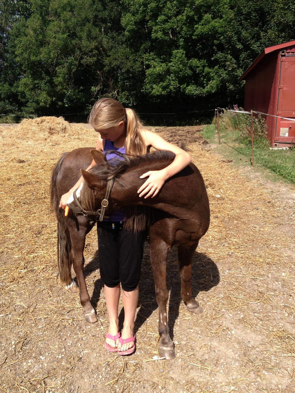 Welsh Pony af Cob-type (sec C) Fanny SOLGT :'( - Krammer <3<3<3<3 billede 30