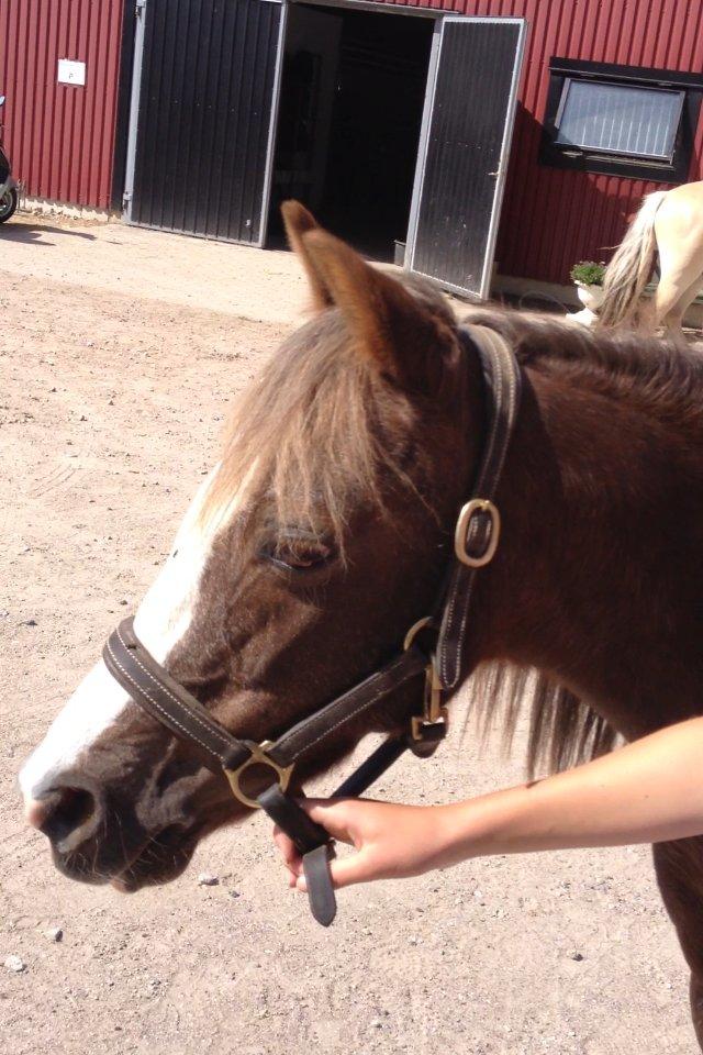 Welsh Pony af Cob-type (sec C) Fanny SOLGT :'( - Ude at gå en tur, op til bilen og få et æble :-D billede 34