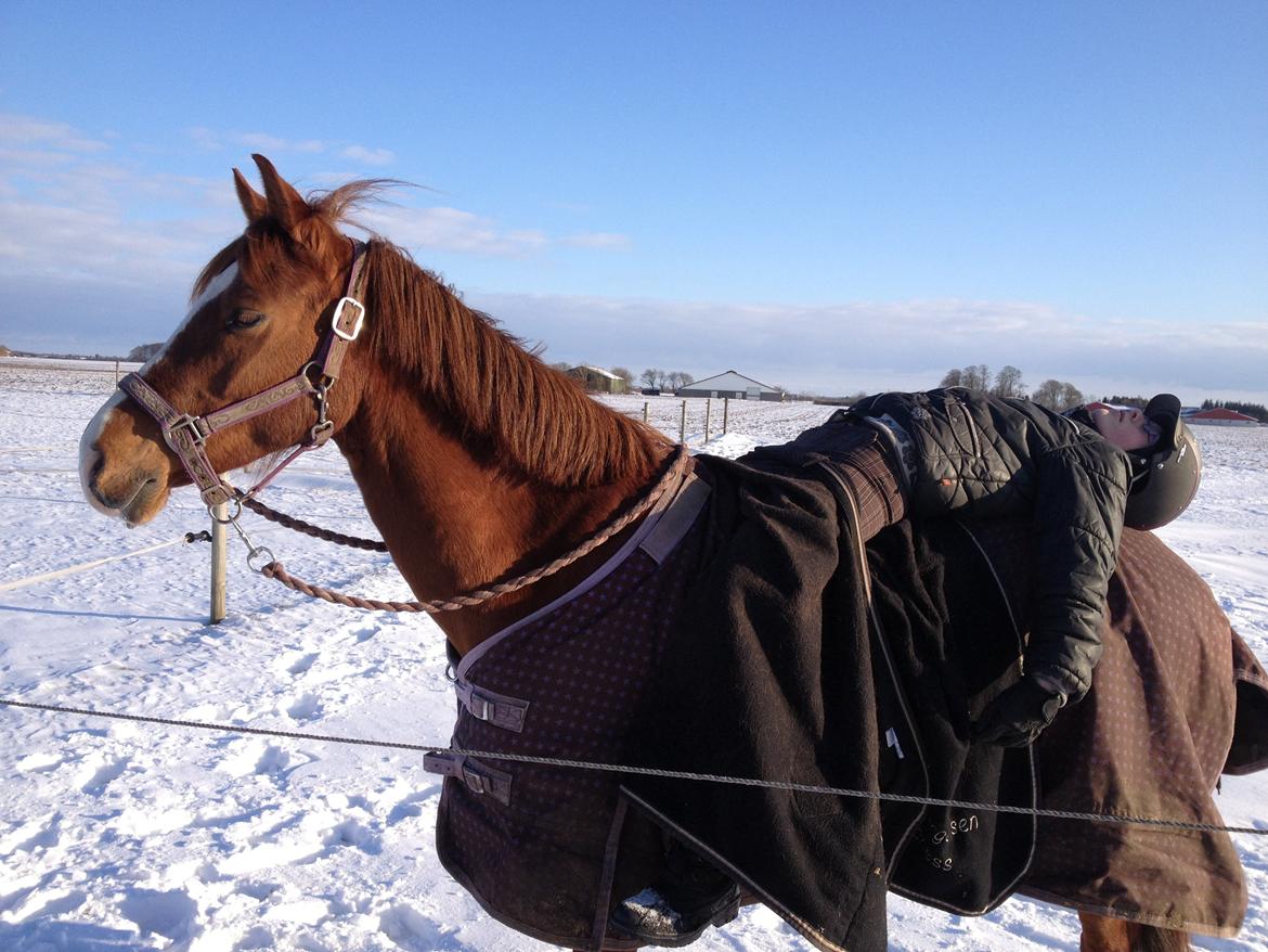 Tysk Sportspony Duchess [Heidi Vinderpony!] Solgt - Vi stoler på hinanden! <3 billede 16