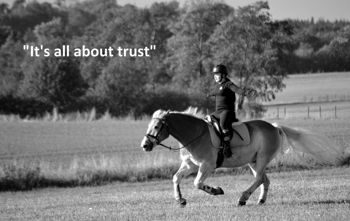 Haflinger Avalon - hvis jeg ser nogle år tilbage havde jeg slet ikke turde og galoppere og da slet ikke på tur!! vi kan jeg ride på stupmark i fuld galop uden at holde haft i ham <3 jeg er så stolt af den måde jeg har udviklet mig på :-)   billede 18