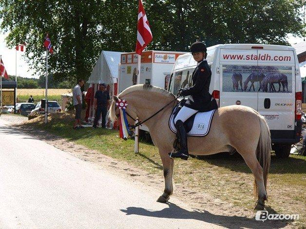 Fjordhest Lucas Kaptain(SOLGT) - 7.PLADS TIL NORDISK MESTERSKAB 2013! billede 2