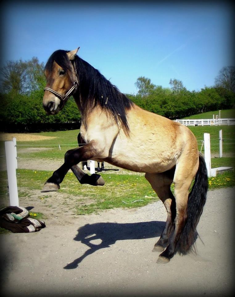 Anden særlig race Kava Spirit Trøffelhelt billede 6