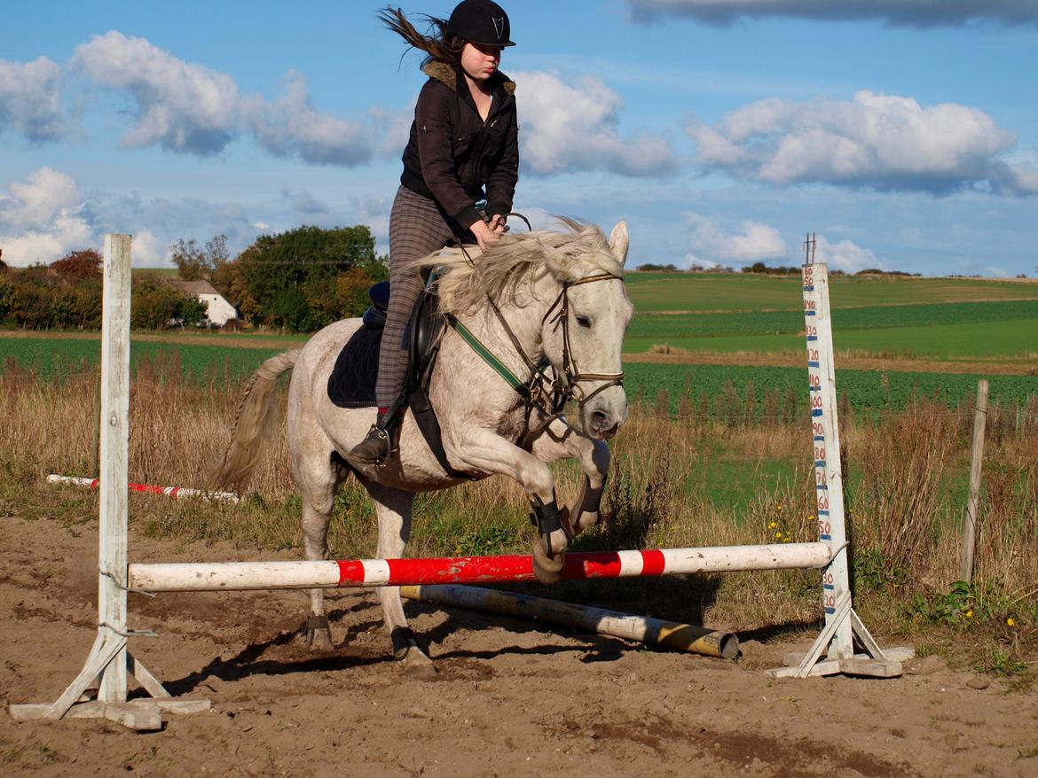 Anden særlig race Rain billede 5