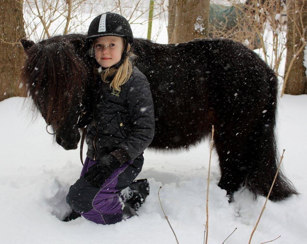 Shetlænder Sir James Archibald Noir Jr. - Hygge i sneen - vinter 2012/2013 billede 1