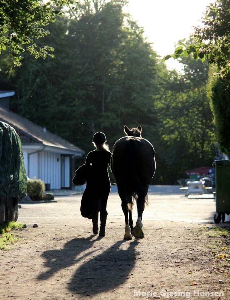 Anden særlig race Bakkegårdens Rex - Med dig, vil jeg gå til verdens ende. billede 8