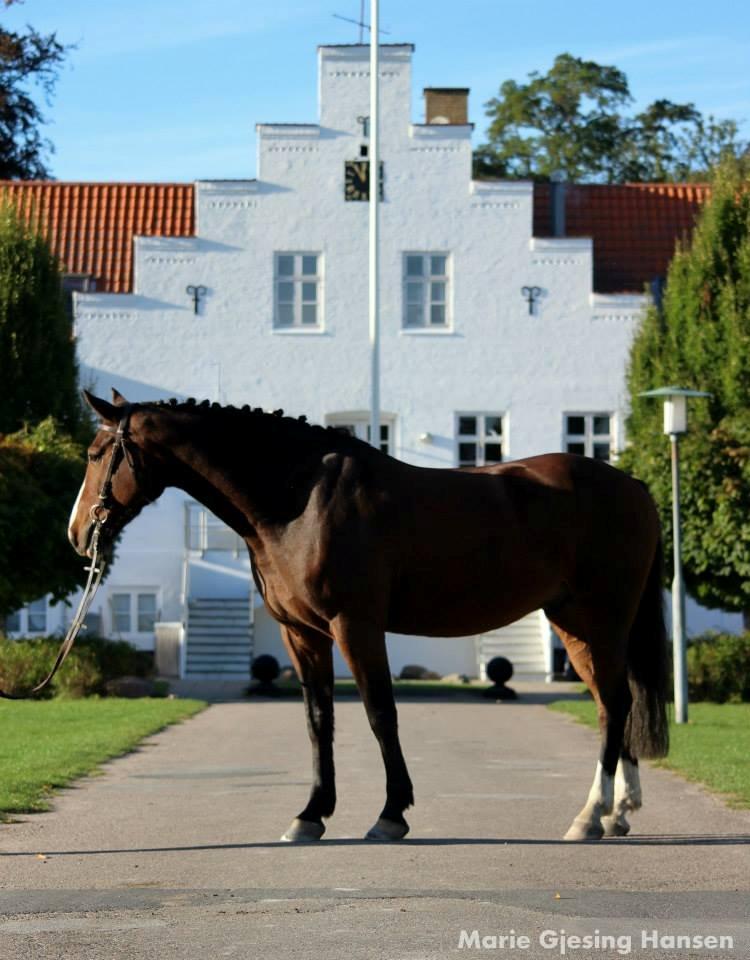 Anden særlig race Bakkegårdens Rex billede 10