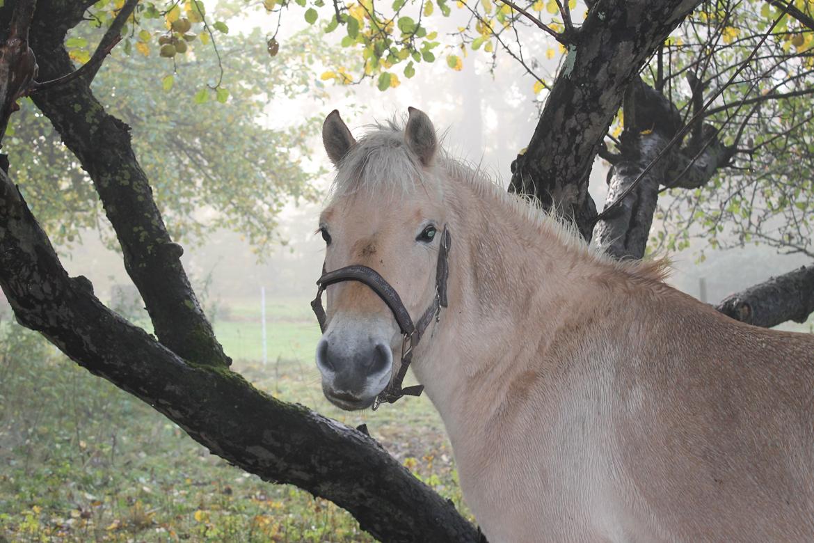 Fjordhest Dino Godthaab - Dino 3 år og 5 mdr. billede 24
