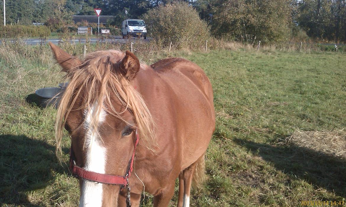 Welsh Partbred (Sec F) Sinti"s Sweet Chili <3 billede 21