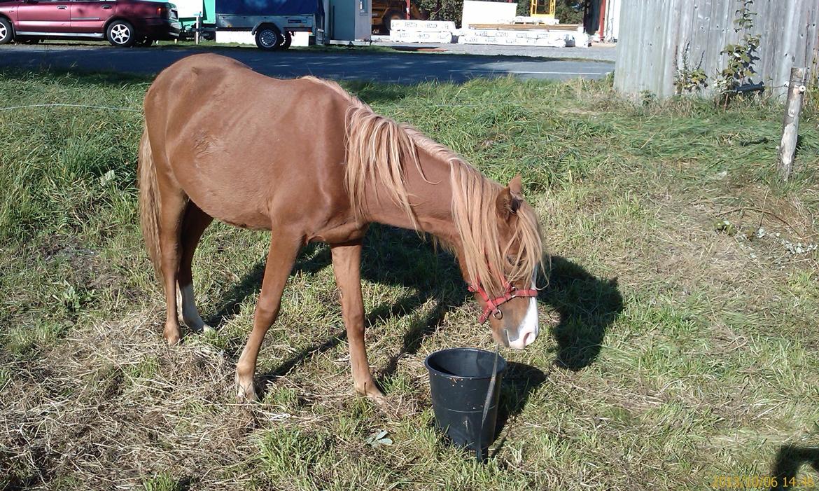 Welsh Partbred (Sec F) Sinti"s Sweet Chili <3 billede 22