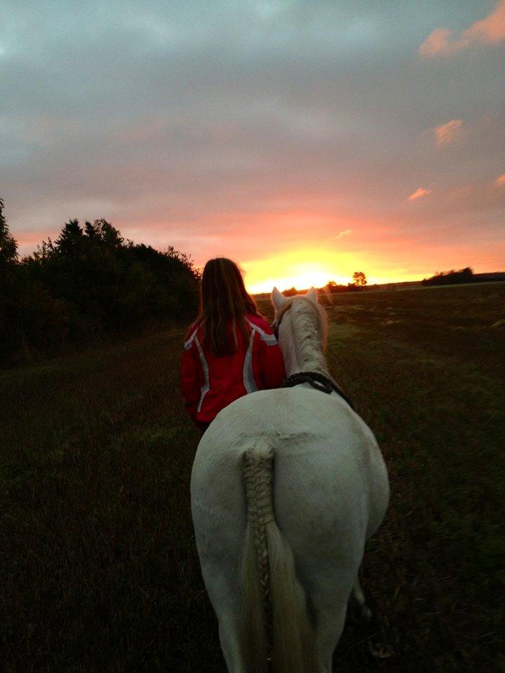 Welsh Mountain (sec A) Coco Zeylex billede 10