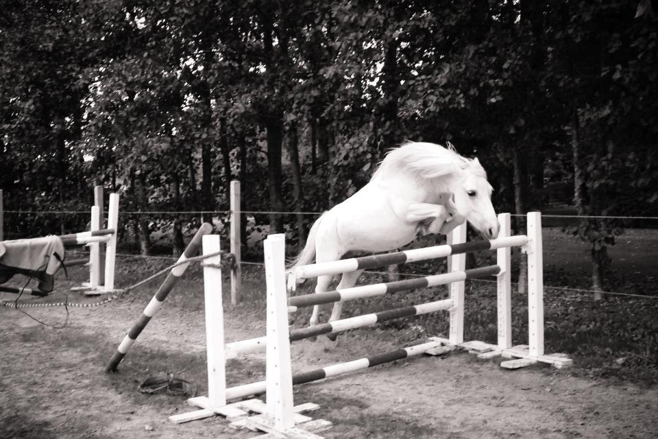 Welsh Mountain (sec A) Coco Zeylex - 1 m. billede 7