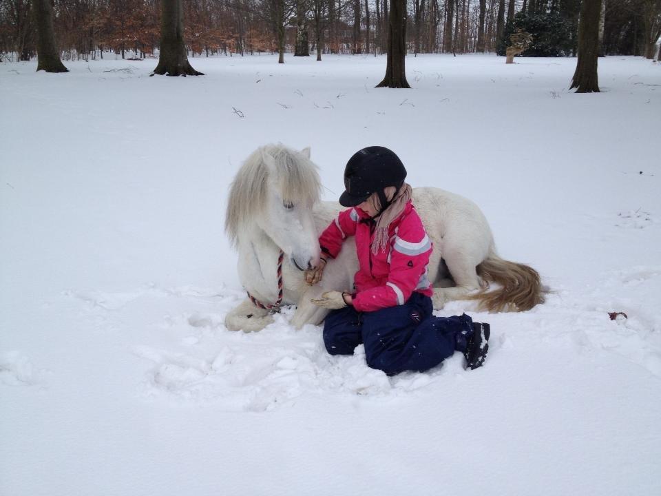 Welsh Mountain (sec A) Coco Zeylex billede 20