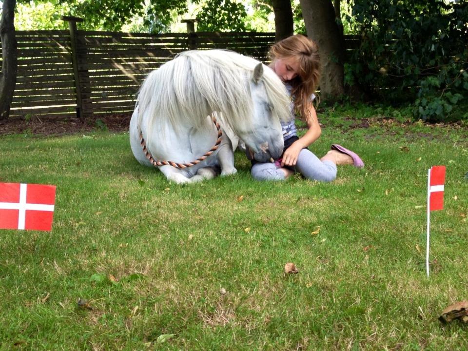 Welsh Mountain (sec A) Coco Zeylex - søsters 13 års fødselsdag. :D billede 1