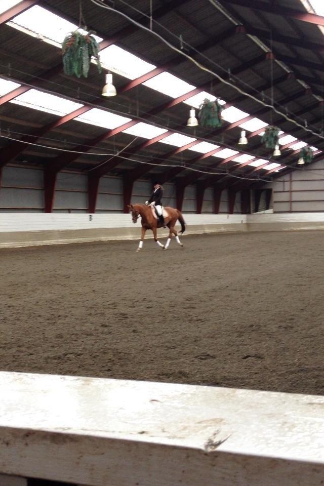 Trakehner Casja billede 19