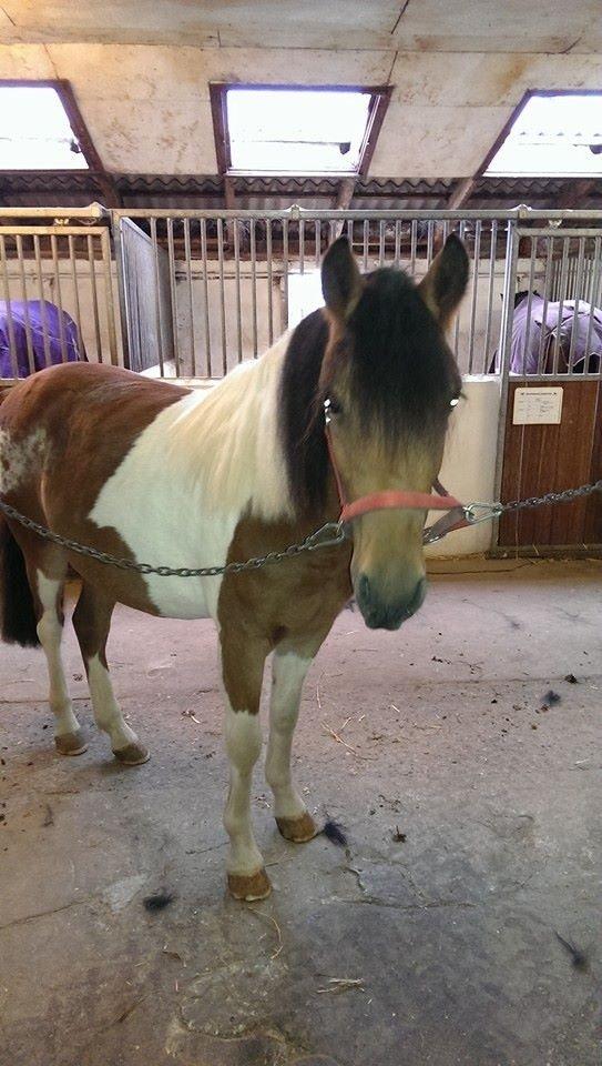 Anden særlig race Team Blues Logo Romeo billede 7