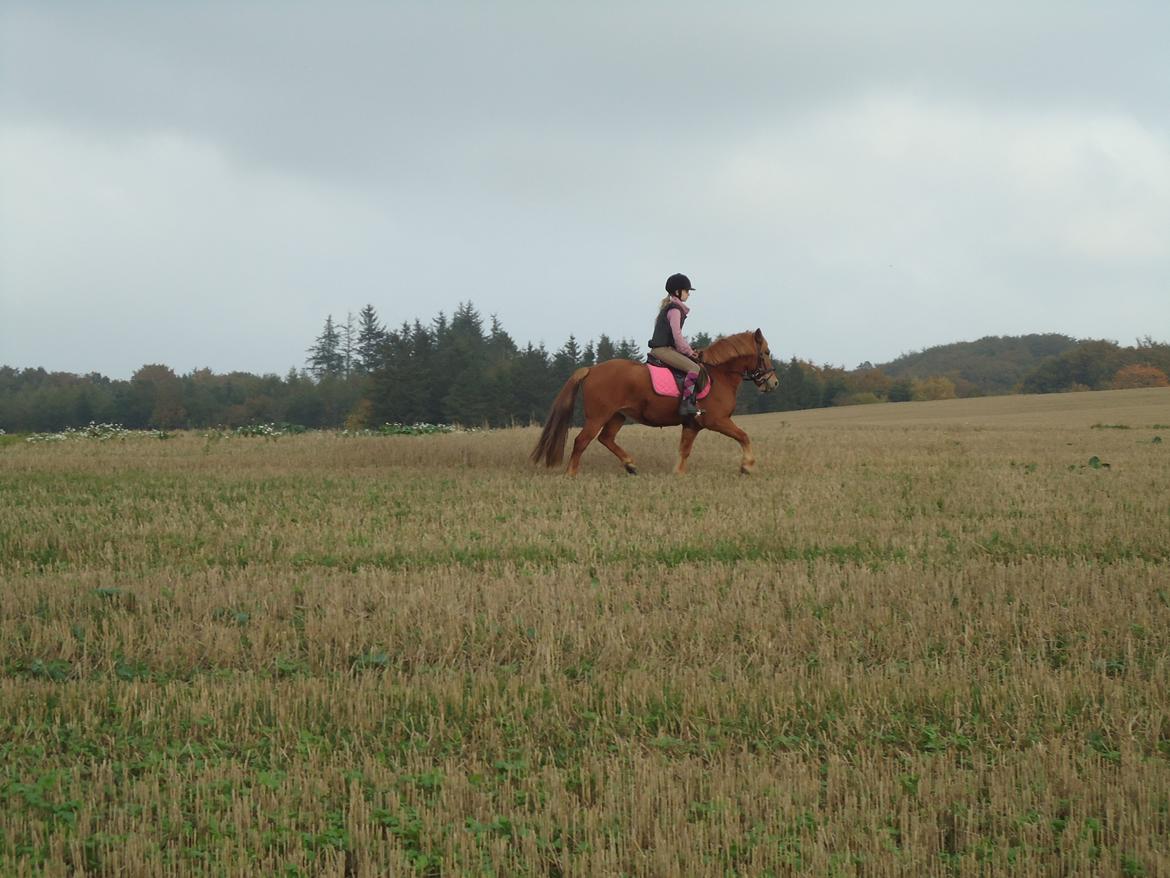 Anden særlig race Rosa - Ida og Rose på stubmark billede 35
