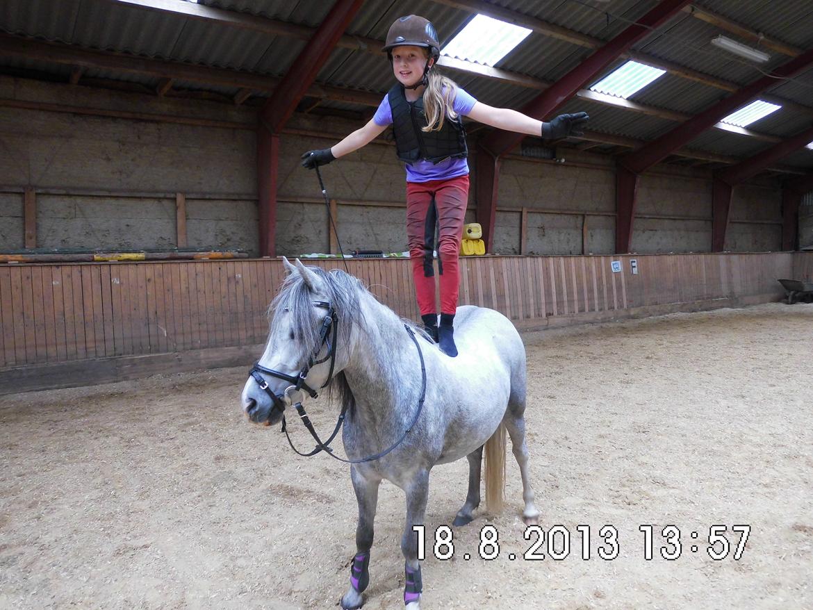 Welsh Mountain (sec A) Grandly's Afreja billede 14