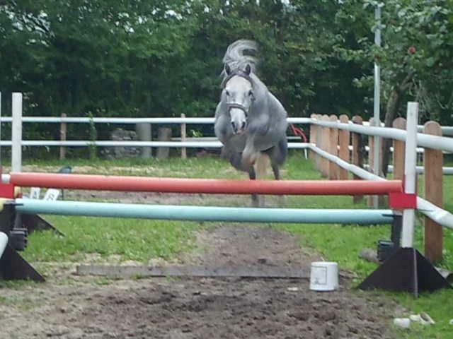 Welsh Mountain (sec A) Grandly's Afreja billede 8