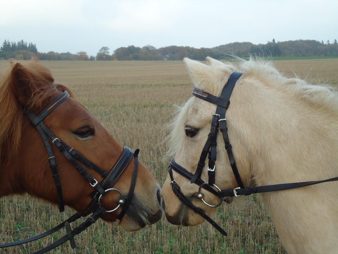 Anden særlig race Rosa - Søde ponyer<3 billede 20