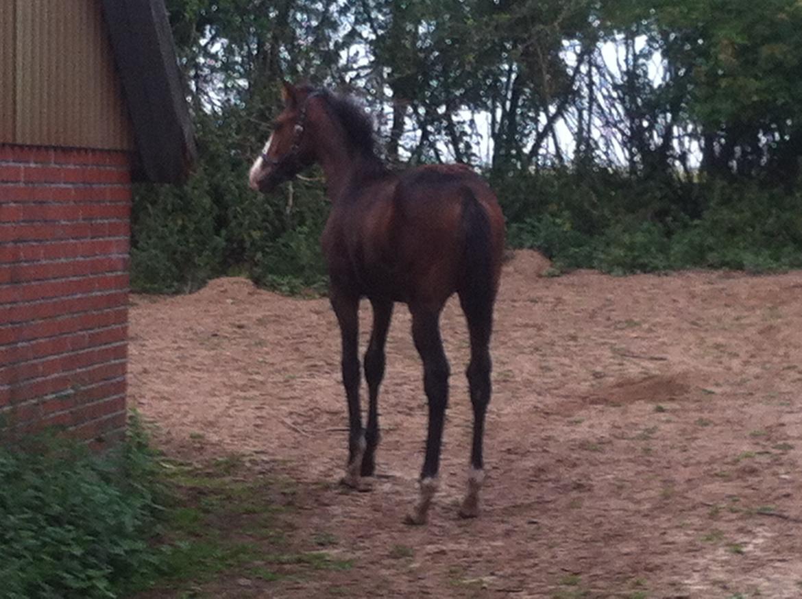 Fuldblod (XX) Mr. Pinkerton <3 Sov godt min dreng :'( - Holder øje med det hele.. billede 7