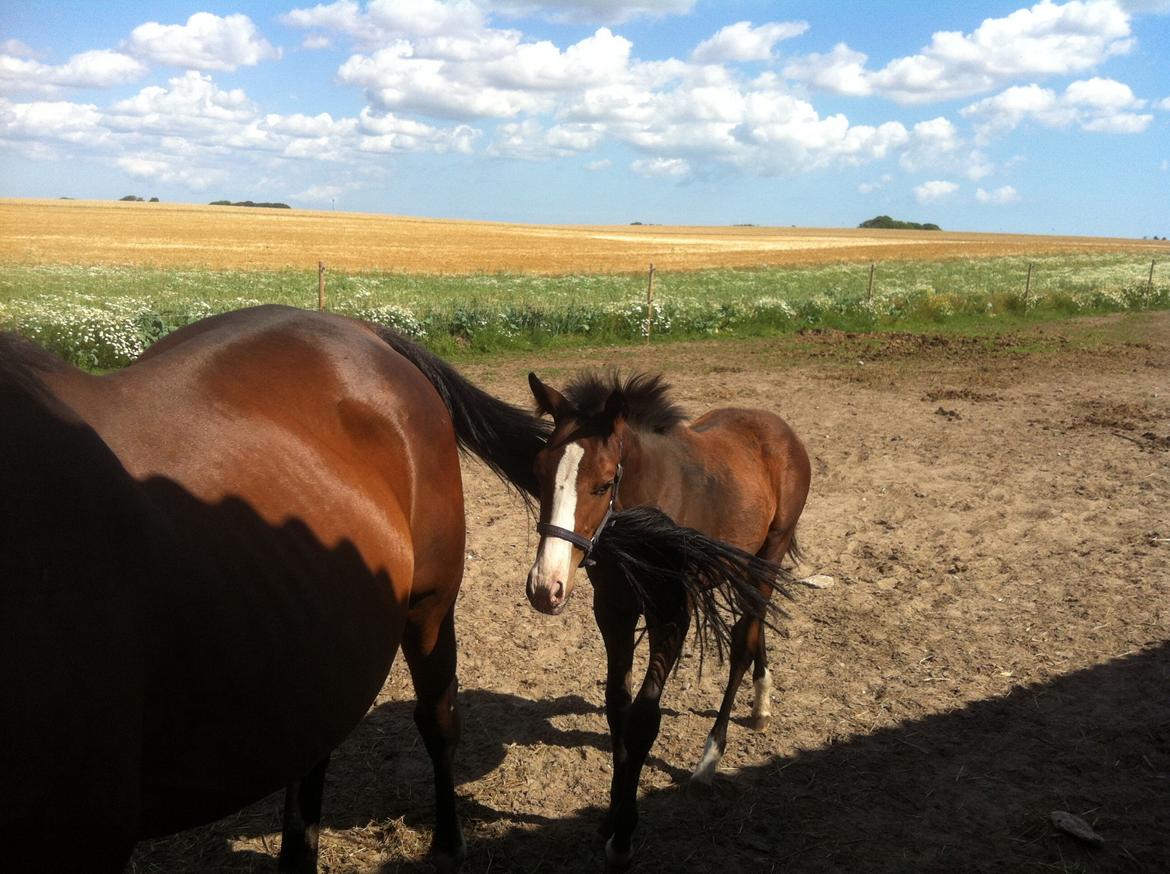 Fuldblod (XX) Mr. Pinkerton <3 Sov godt min dreng :'( billede 8