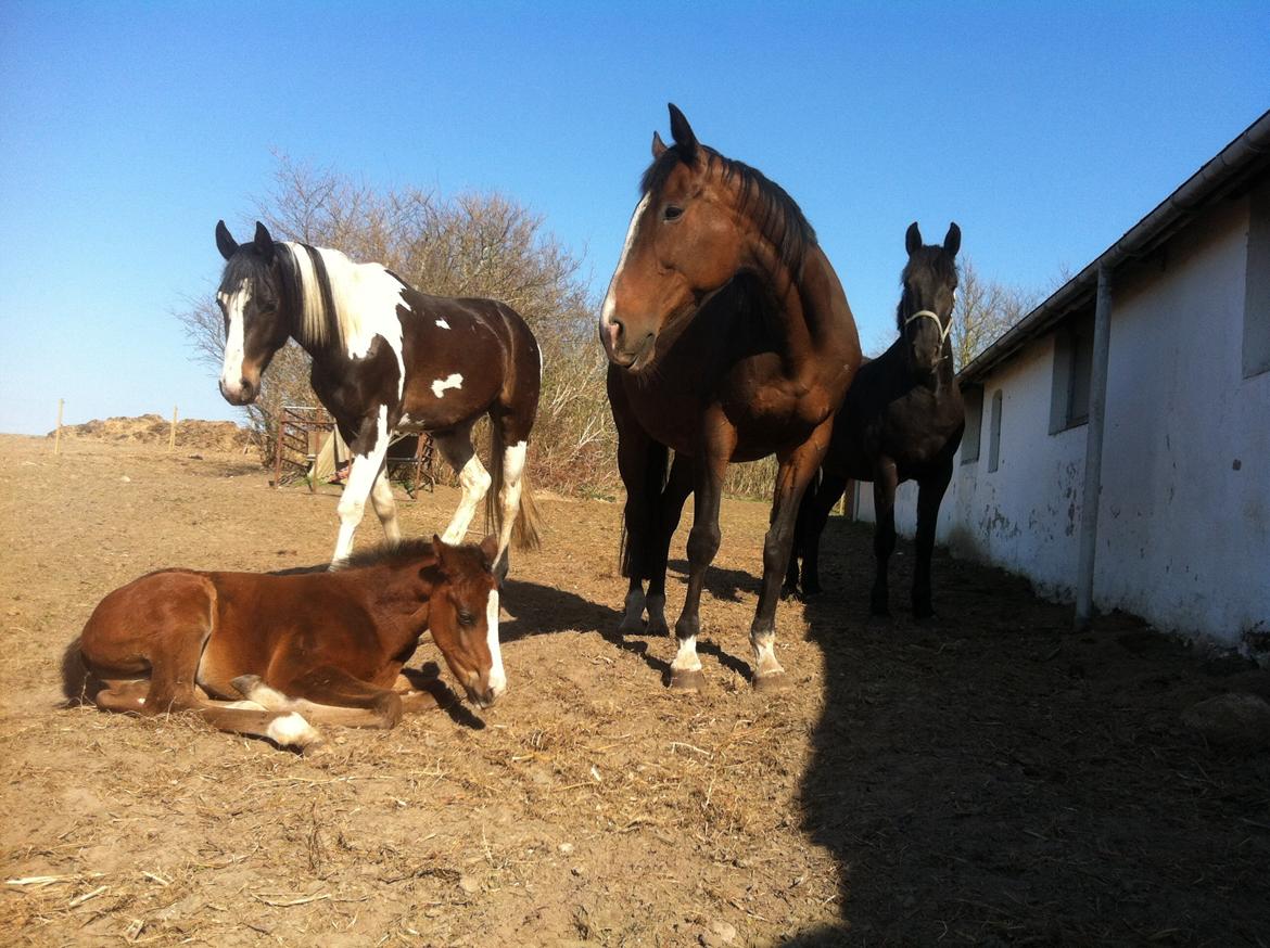 Fuldblod (XX) Mr. Pinkerton <3 Sov godt min dreng :'( - Hviler mig imens min flok holder vagt.. billede 9