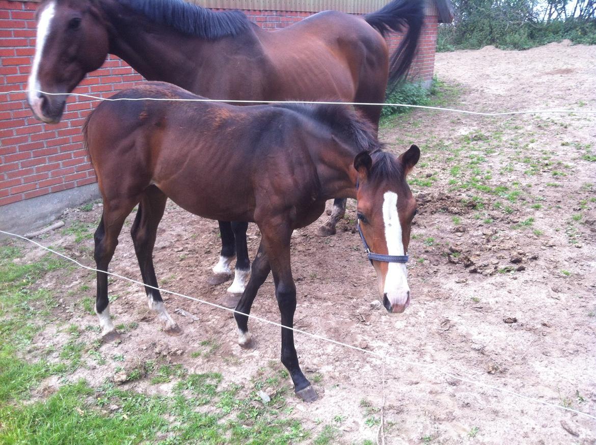 Fuldblod (XX) Mr. Pinkerton <3 Sov godt min dreng :'( billede 10