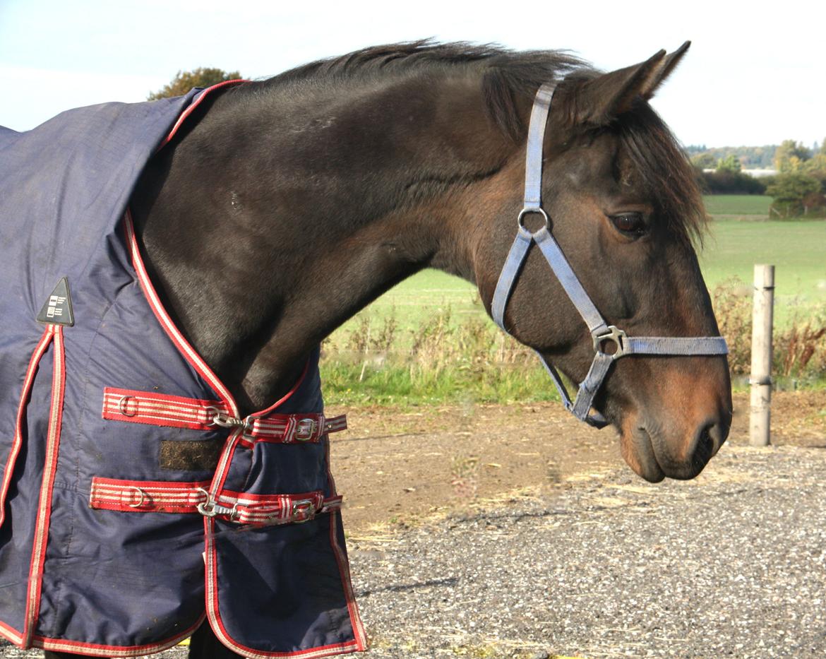 Traver Join The Dream billede 2