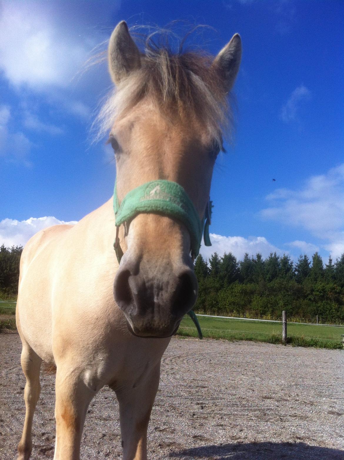 Fjordhest Åmosegaards Fame billede 10