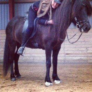 Islænder Hrafntinna fra Langtved billede 13