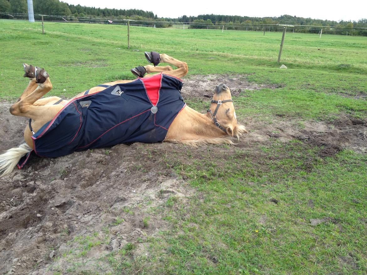 Palomino Chess Stauslykke billede 19