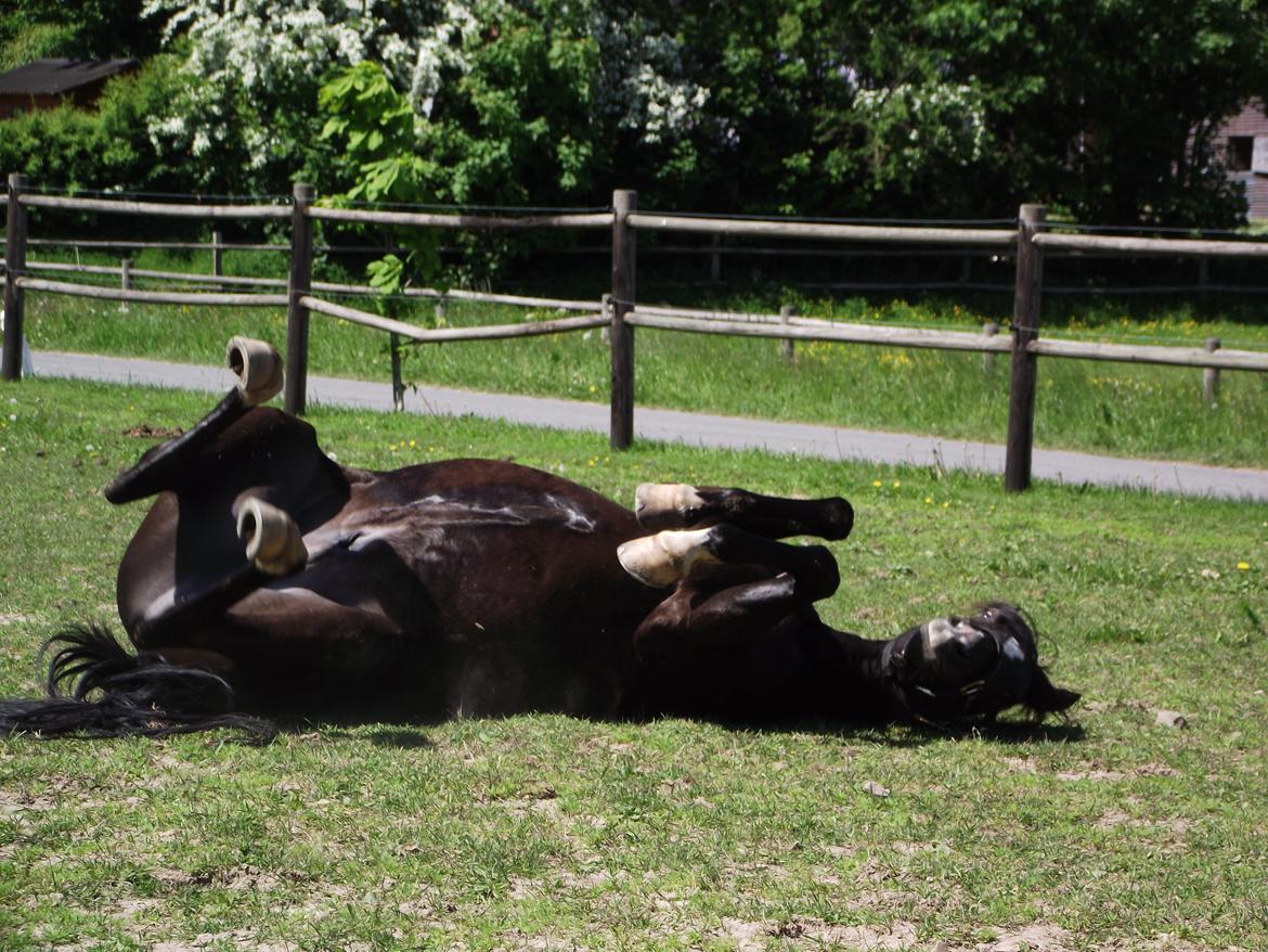 DSP Solvanggårds Diadem billede 23