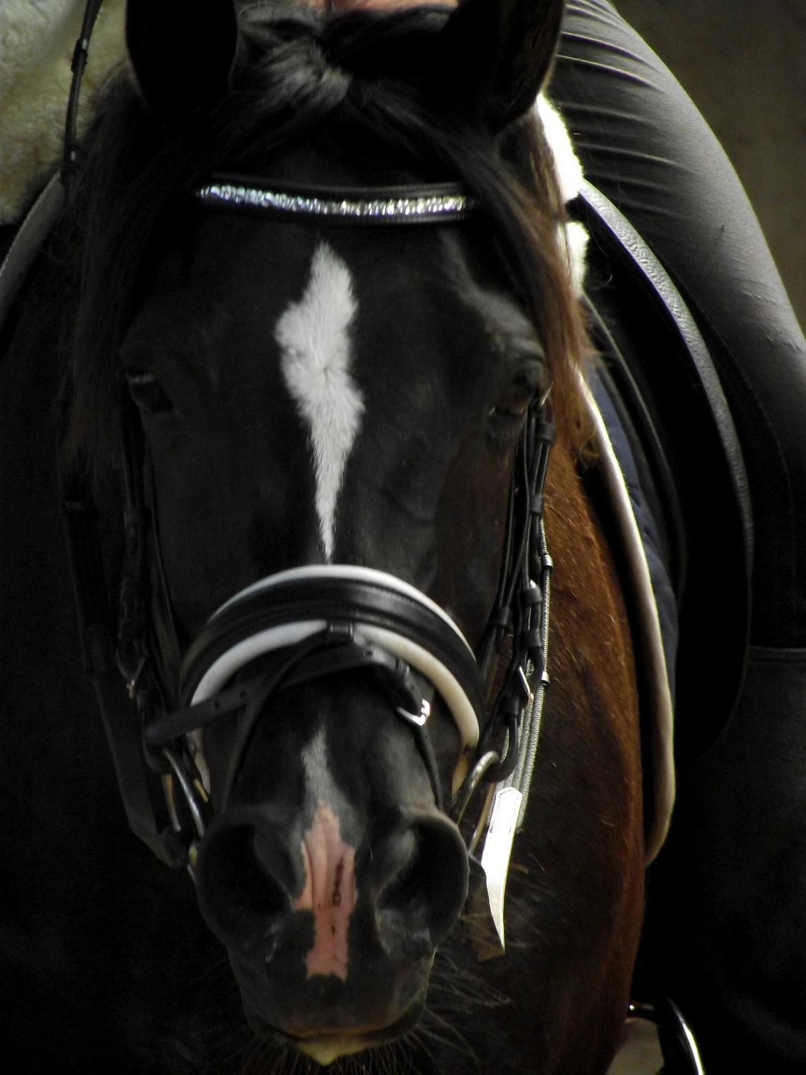 DSP Solvanggårds Diadem billede 24