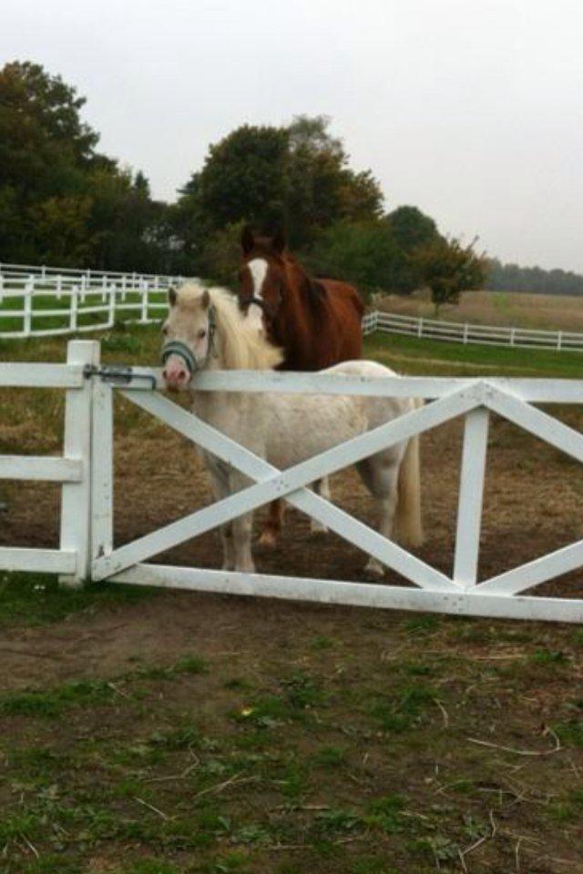 Anden særlig race Manse - Hans nye foldmakker. billede 1
