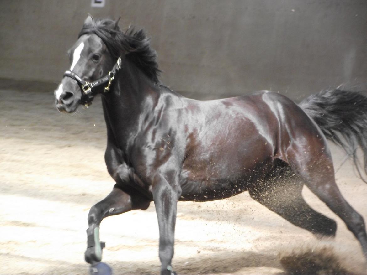 DSP Solvanggårds Diadem billede 25