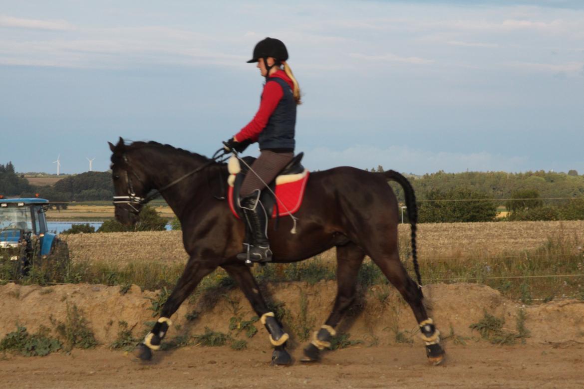 DSP Solvanggårds Diadem billede 31