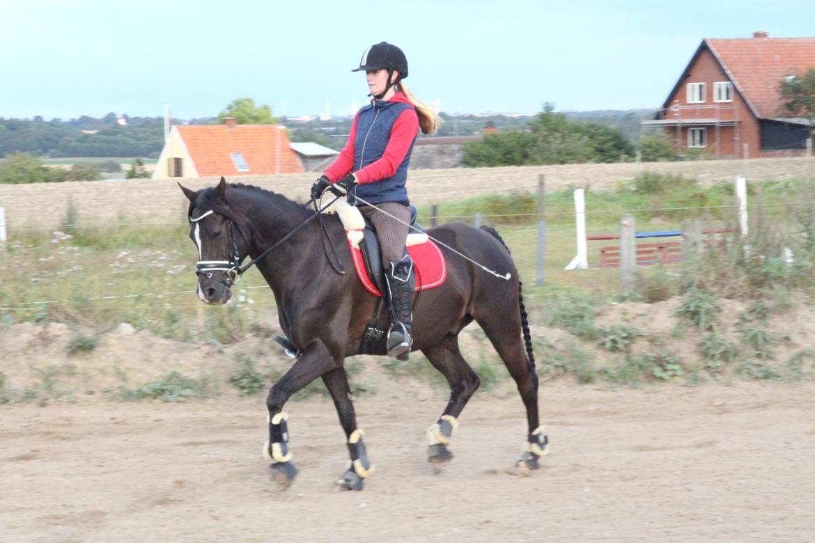 DSP Solvanggårds Diadem billede 32