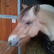 Fjordhest Macur (R.I.P 02-07-2014)