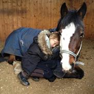 Irsk Sportspony CARLTON BEYONCE