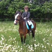 Irsk Sportspony CARLTON BEYONCE