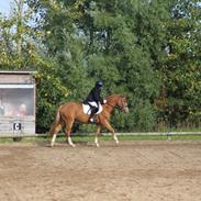 DSP Hededahls De Flax