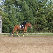 DSP Hededahls De Flax