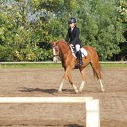 DSP Hededahls De Flax