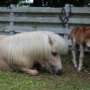 Shetlænder Glarkroggaards Pippi