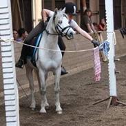 Anden særlig race Hyldeholts Butterfly