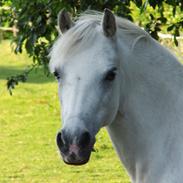 Welsh Pony (sec B) Rosengårdens Pollyanna